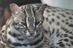 Prionailurus bengalensis bengalensis