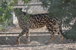 Al Bustan Zoological Center