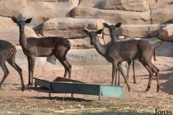 Al Bustan Zoological Center