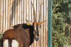 Al Bustan Zoological Center