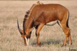 Hippotragus niger