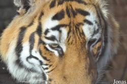 Al Ain Zoo