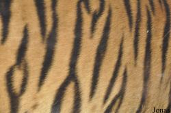 Al Ain Zoo