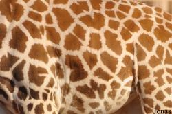Giraffa camelopardalis camelopardalis