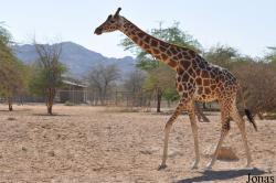Al Ain Zoo