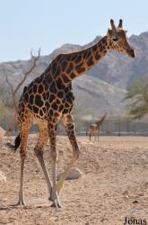 Al Ain Zoo