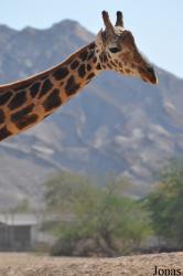 Al Ain Zoo