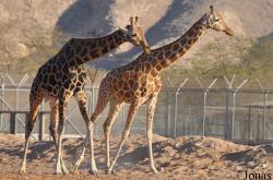 Al Ain Zoo