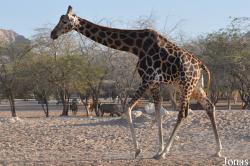 Al Ain Zoo