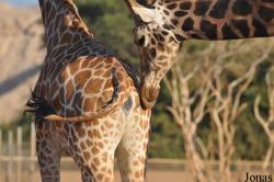 Al Ain Zoo