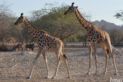 Al Ain Zoo