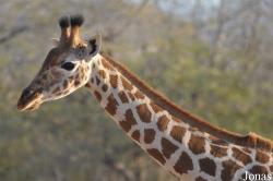 Al Ain Zoo