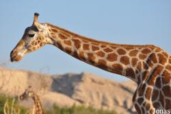 Al Ain Zoo