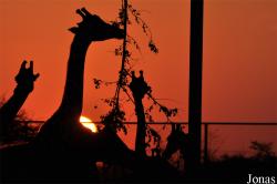 Al Ain Zoo