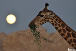 Al Ain Zoo
