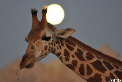 Al Ain Zoo