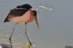 Al Ain Zoo