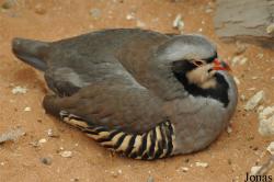 Al Ain Zoo