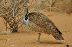 Al Ain Zoo