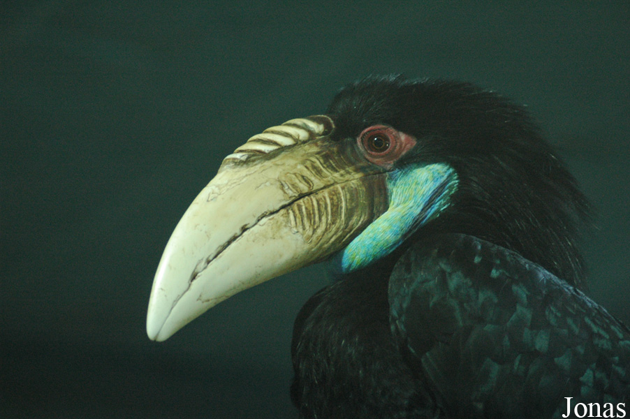 Beijing Zoological Gardens