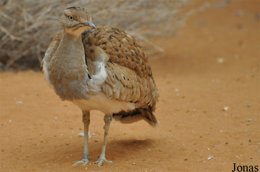 Al Ain Zoo