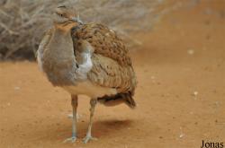 Al Ain Zoo
