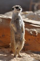Al Ain Zoo