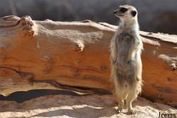 Al Ain Zoo