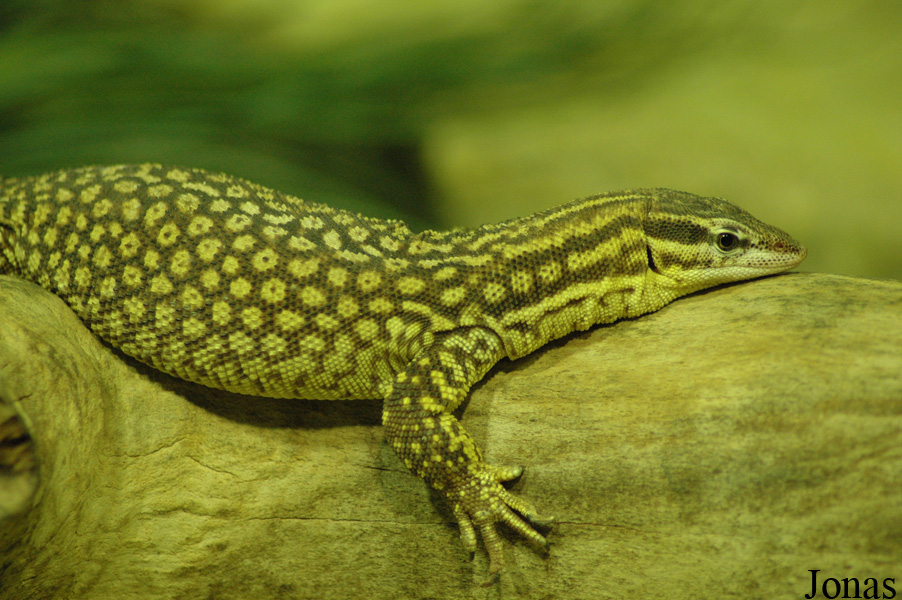 Zoo d'Amnéville