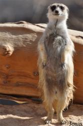 Al Ain Zoo