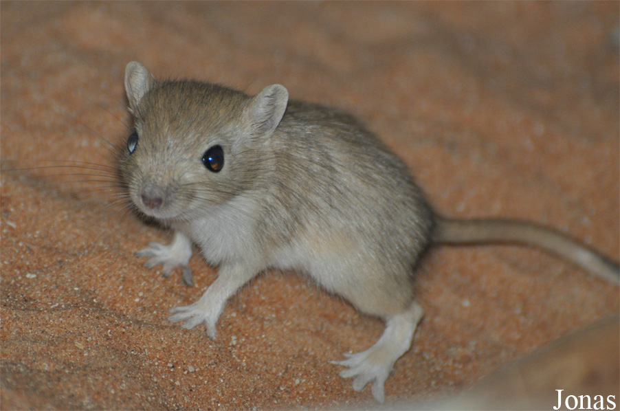 Al Ain Zoo
