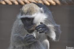 Al Ain Zoo