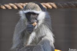 Al Ain Zoo