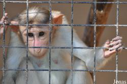 Al Ain Zoo