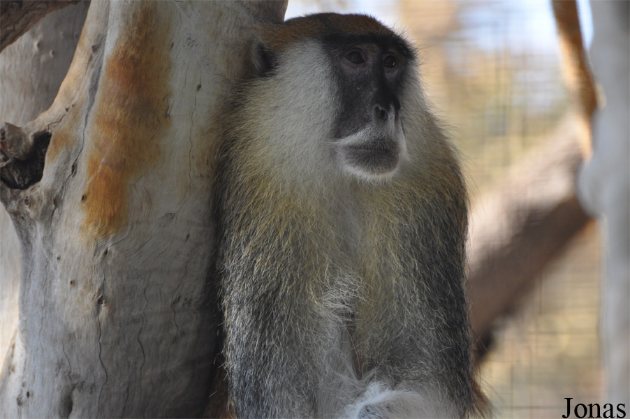 Al Ain Zoo
