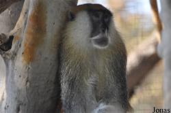Al Ain Zoo