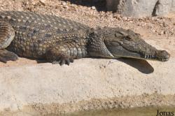 Al Ain Zoo
