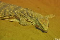 Al Ain Zoo