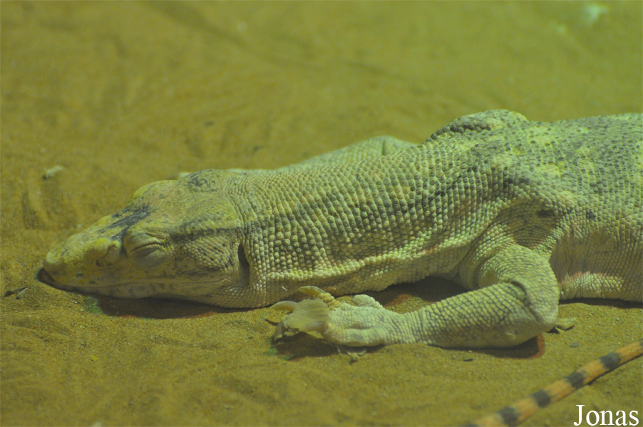 Al Ain Zoo