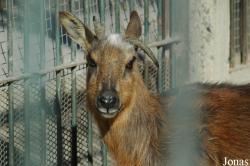 Beijing Zoological Gardens