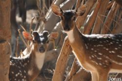 Al Ain Zoo
