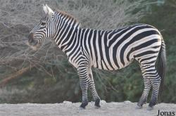 Al Ain Zoo