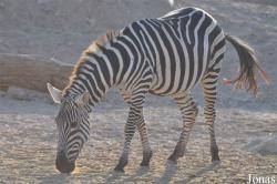 Al Ain Zoo
