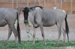 Al Ain Zoo