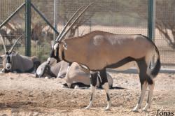 Al Ain Zoo