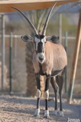 Al Ain Zoo