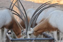 Al Ain Zoo