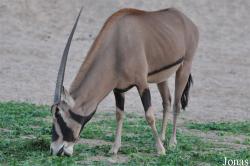 Al Ain Zoo