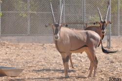 Al Ain Zoo