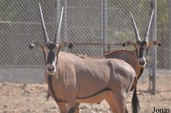 Al Ain Zoo